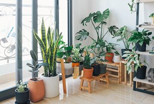 How_to_Choose_the_Right_Plant_for_Your_Home