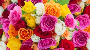 Rose_Colors_and_Their_Meanings