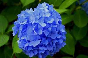 beautiful-blooming-blossom-blue-414510