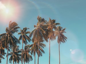 coconut-dawn-daylight-1152359